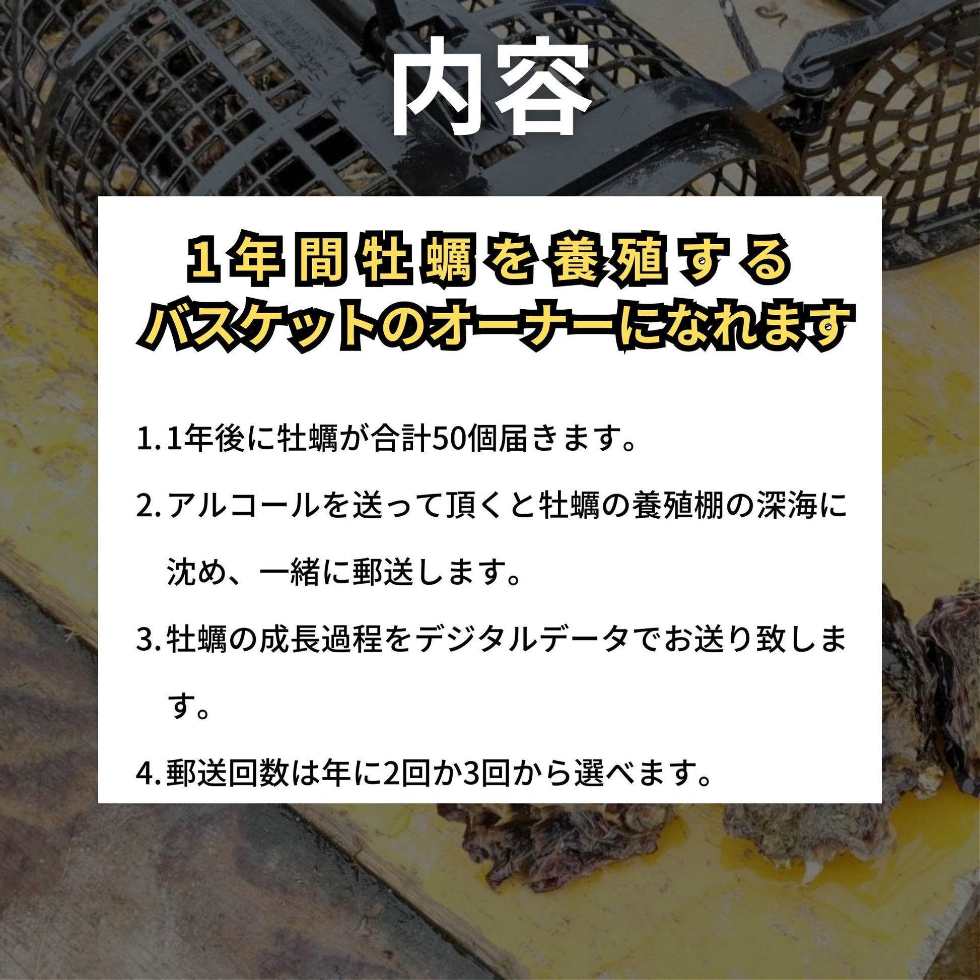 徳島県鳴門市 渦潮チャンピオン 牡蠣の養殖 バスケット所有権 牡蠣若手の会