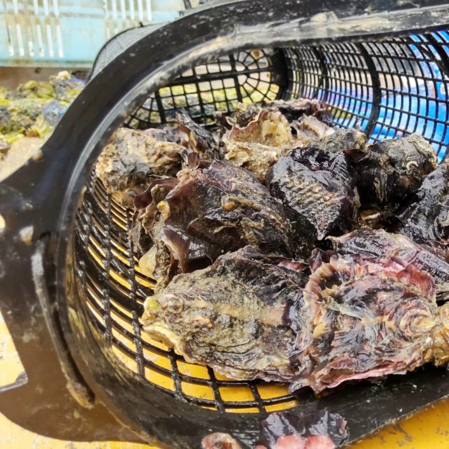 徳島県鳴門市 渦潮チャンピオン 牡蠣の養殖 バスケット所有権 牡蠣若手の会