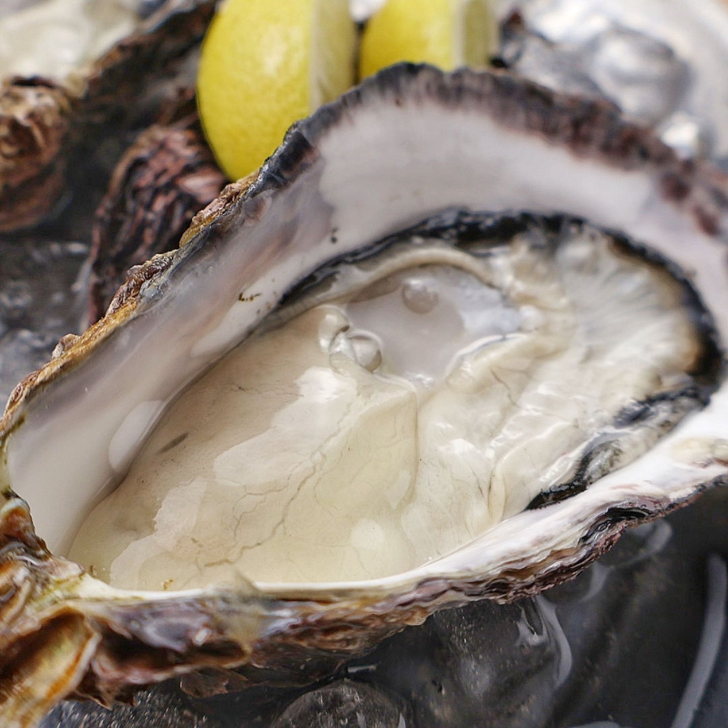 徳島県鳴門市 渦潮チャンピオン Oyster Professional 牡蠣若手の会