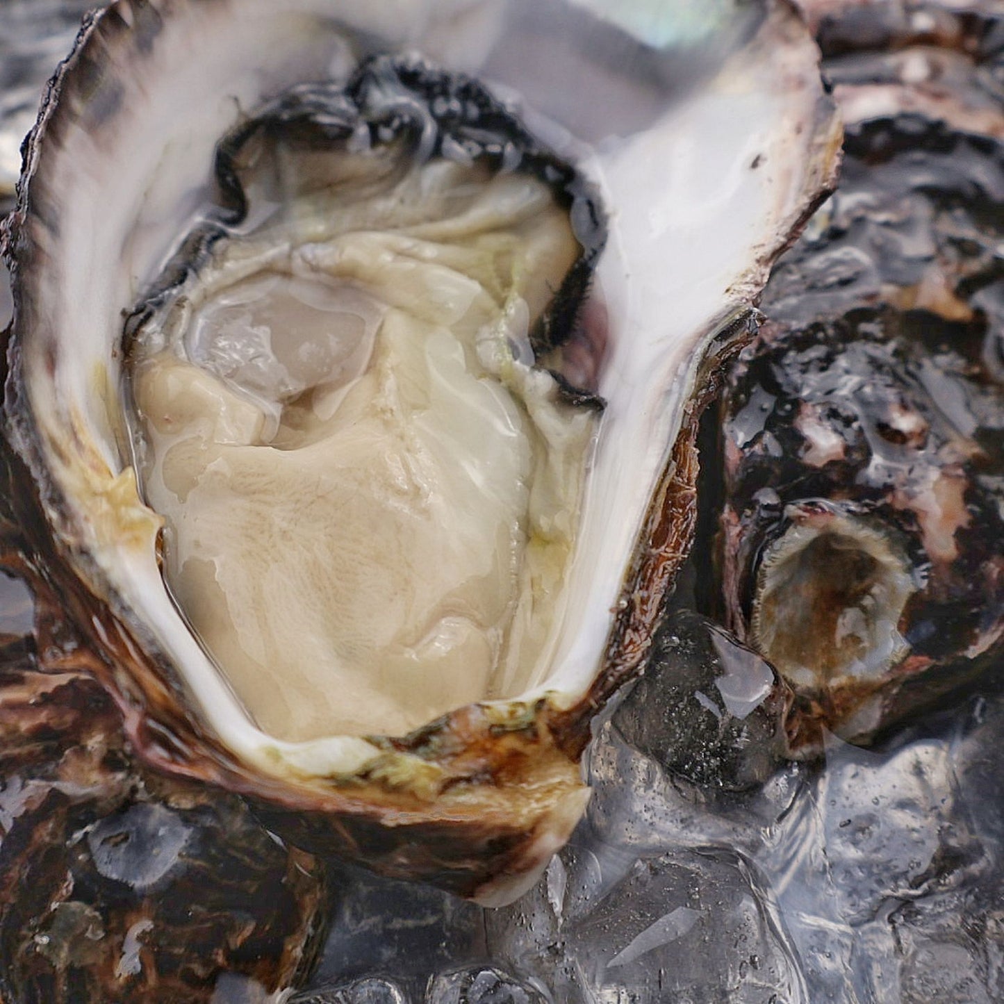 徳島県鳴門市 渦潮チャンピオン Oyster Professional 牡蠣若手の会