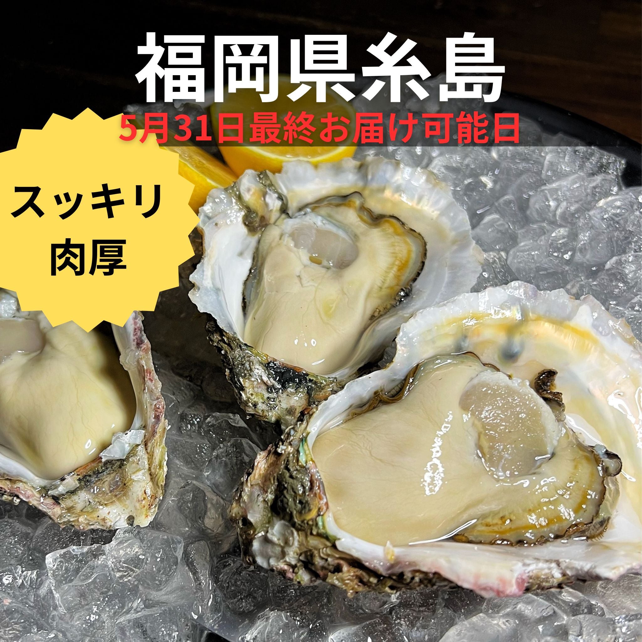 福岡県糸島直送 マルハチ岩牡蠣『彩』 2 kg、3kg、5kg (生食可 殻付き