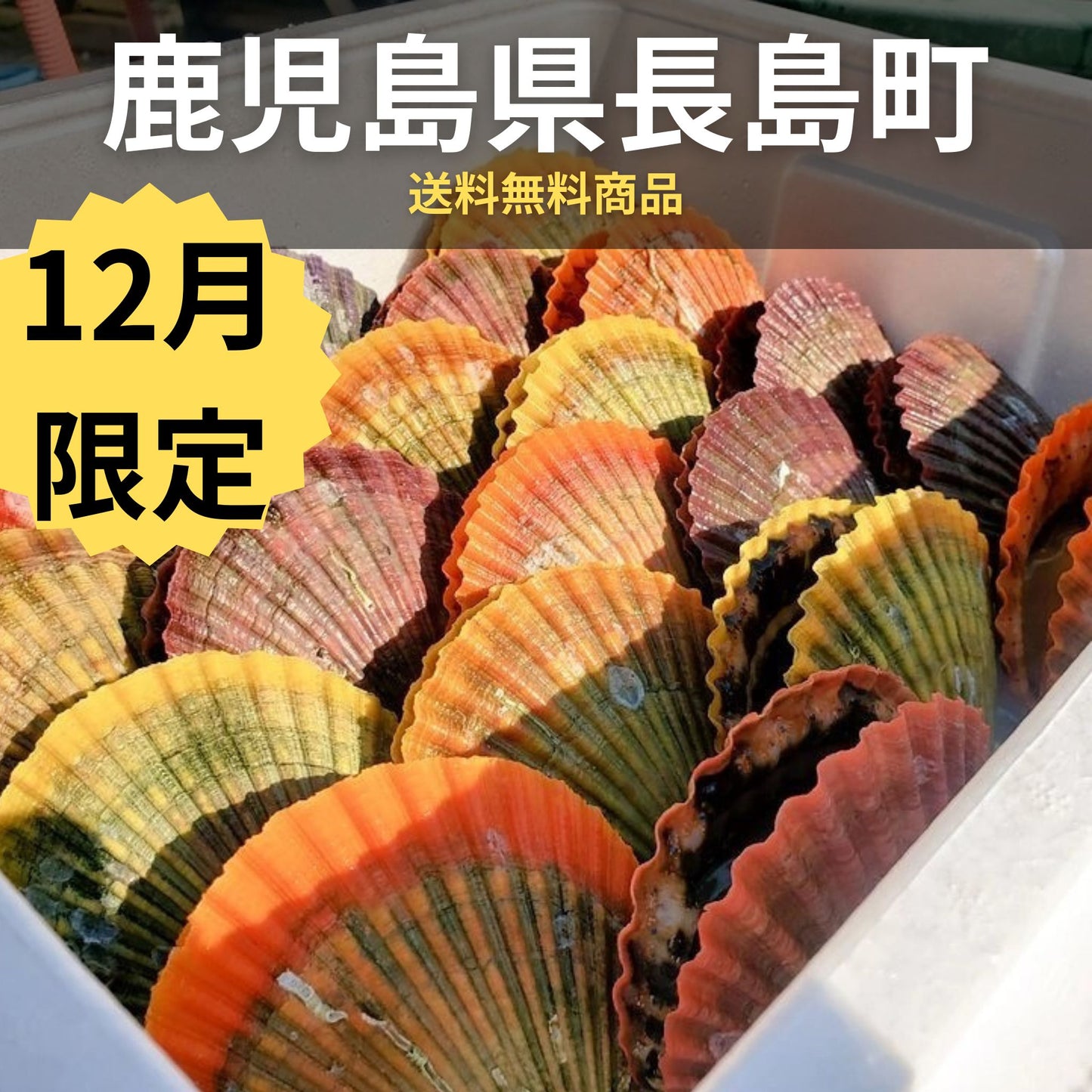 鹿児島県長島町直送 錦盛丸水産 緋扇(ひおうぎ)貝 牡蠣若手の会