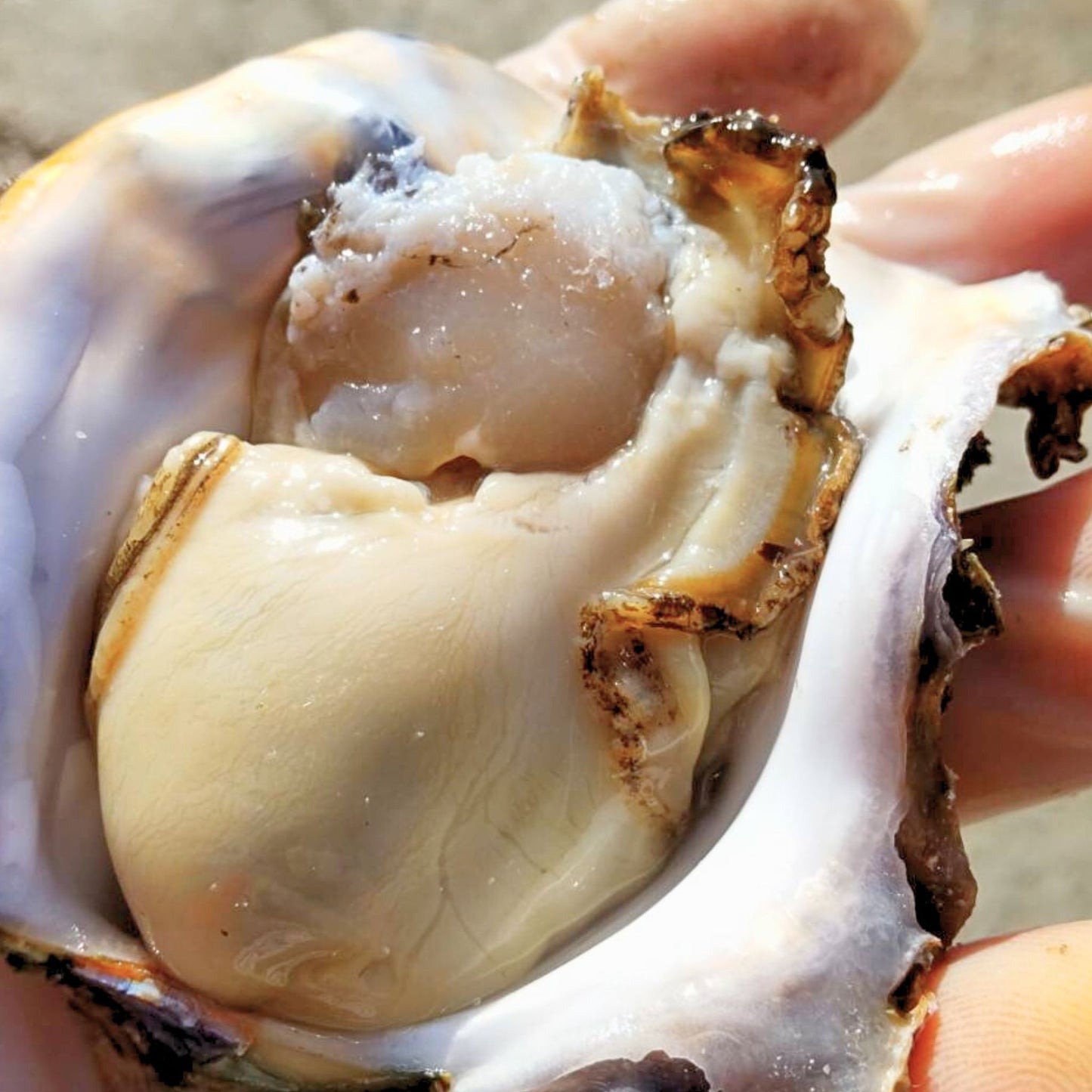 徳島県鳴門市 産地直送 ブランド岩牡蠣 渦潮王子 Oyster Professional
