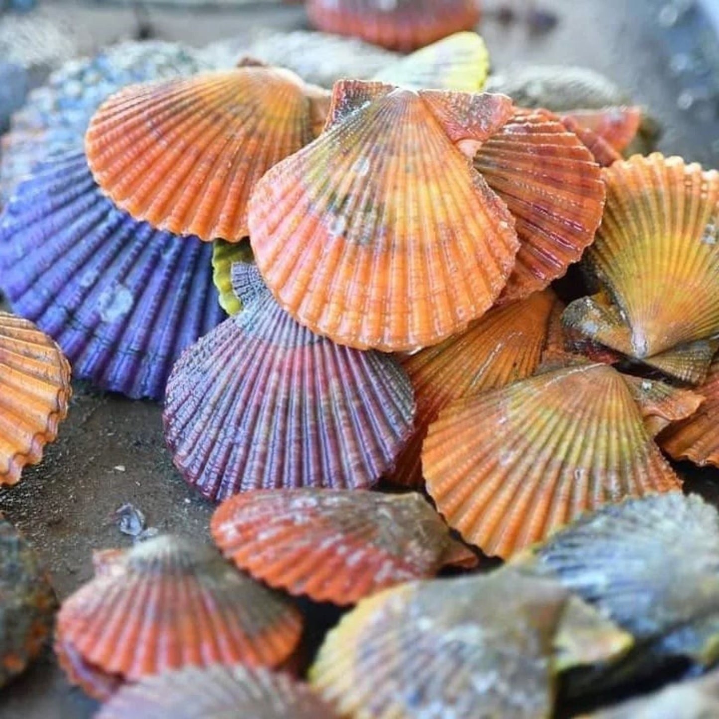 【12月30日最終お届け可能日】冬限定!鹿児島県長島町直送 超濃厚、殻まで楽しめる錦盛丸水産の「緋扇貝(ひおうぎかい)」