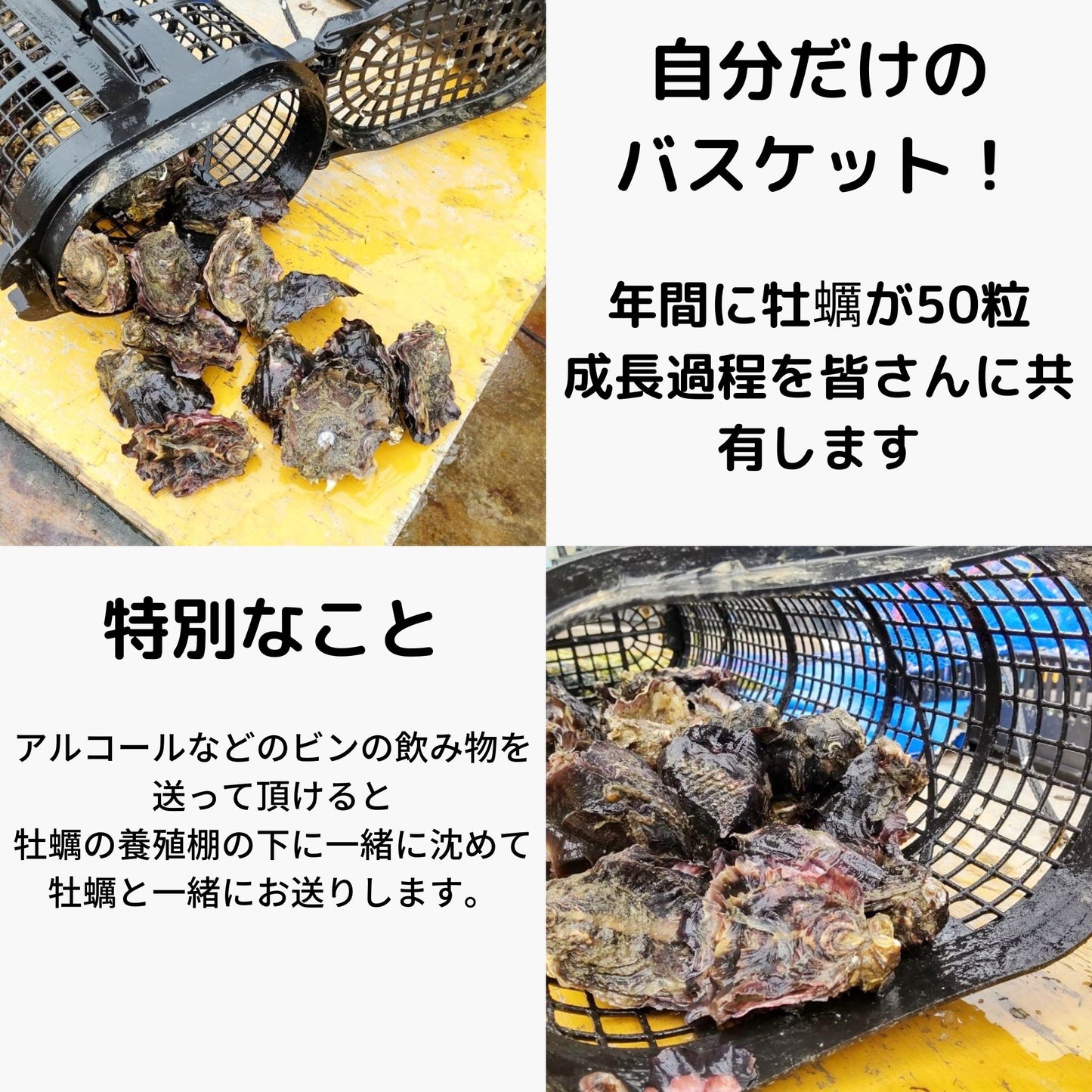 徳島県鳴門市 渦潮チャンピオン 牡蠣の養殖 バスケット所有権 牡蠣若手の会