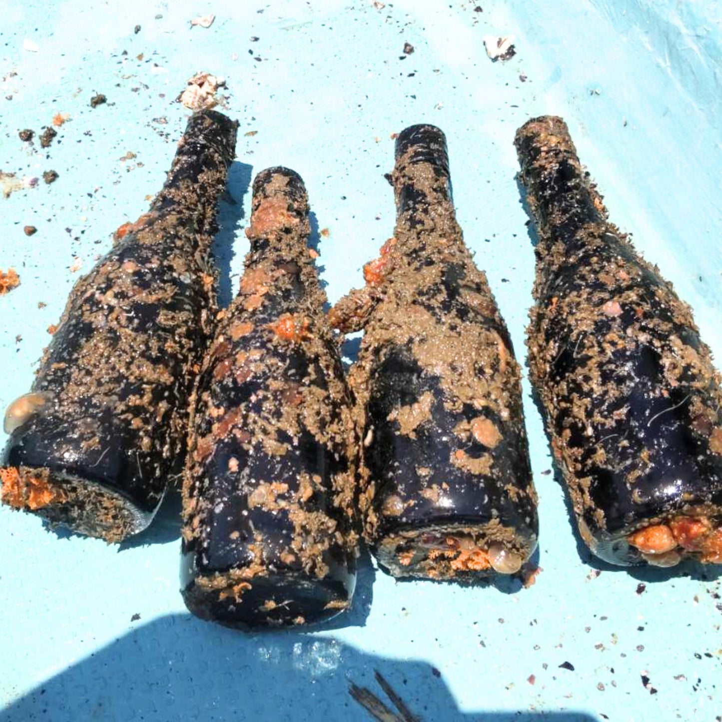 徳島県鳴門市 渦潮チャンピオン 牡蠣の養殖 バスケット所有権 牡蠣若手の会