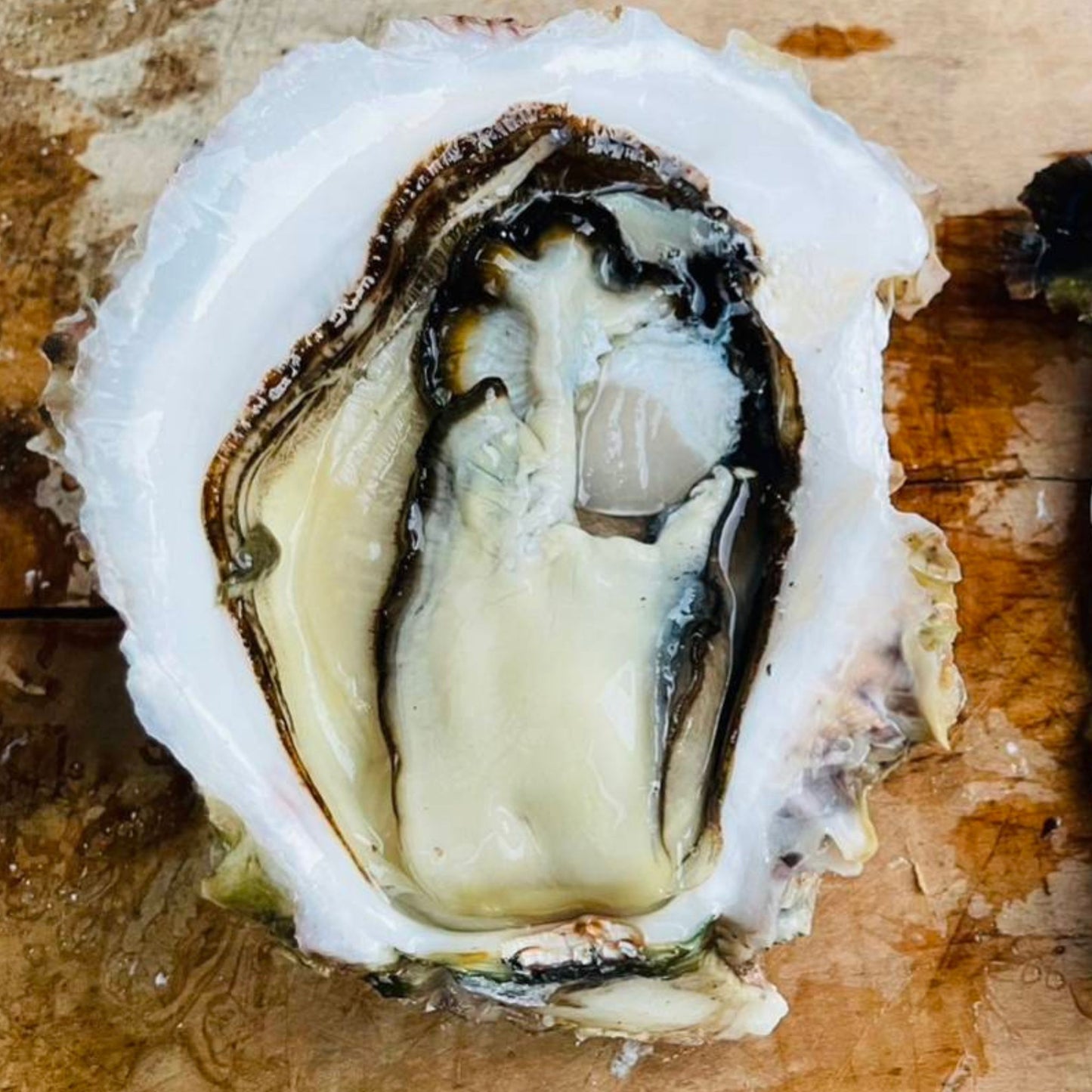 産地直送 鹿児島県ブランド牡蠣 錦盛丸 生牡蠣 生食用 殻付き
