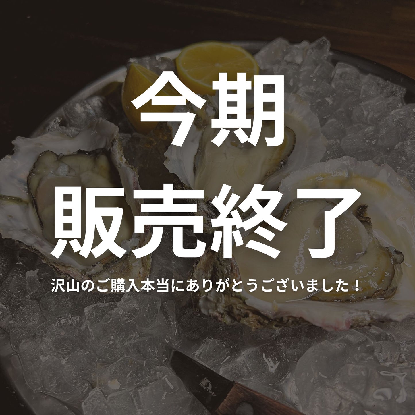 産地直送 福岡県糸島市ブランド牡蠣 彩 生牡蠣 生食用 殻付き 牡蠣の王国