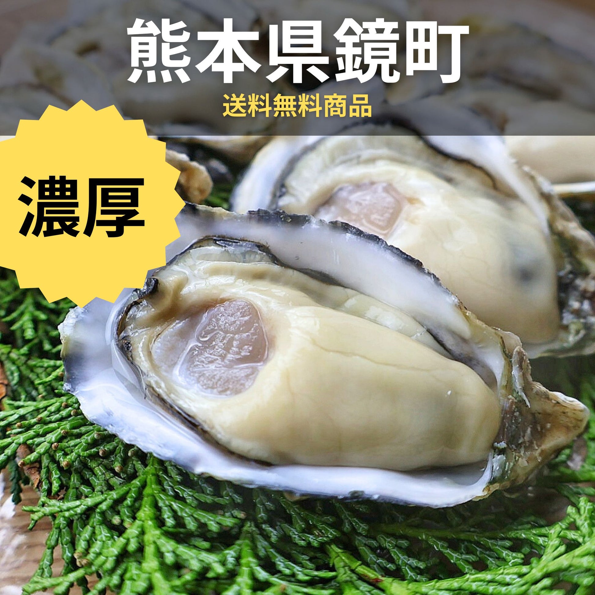 牡蠣若手の会 鏡オイスター 熊本県鏡町直送
