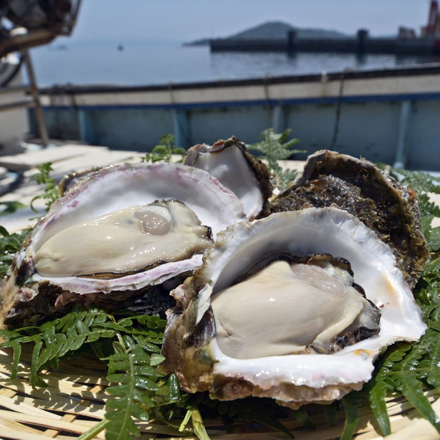 産地直送 鹿児島県ブランド牡蠣 錦盛丸 生牡蠣 生食用 殻付き