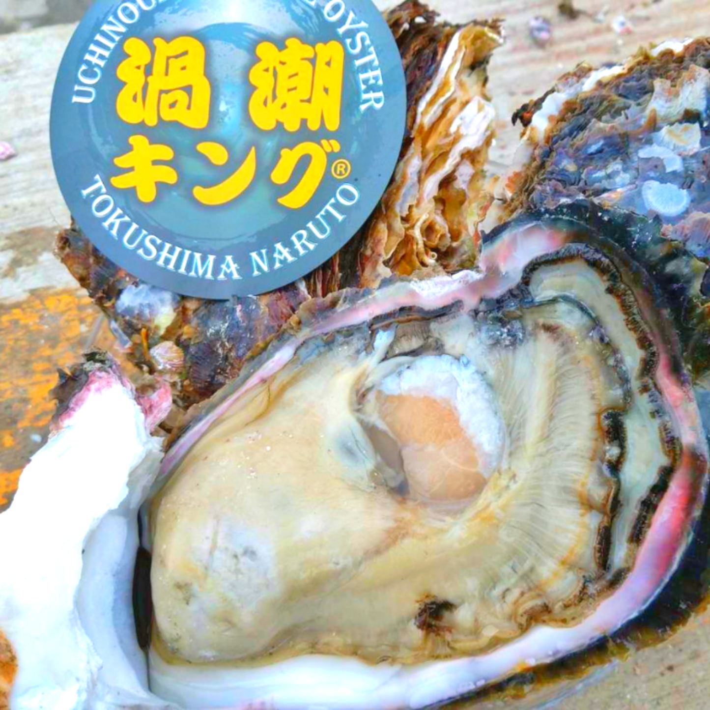 産地直送 徳島県鳴門市ブランド牡蠣 渦潮チャンピオン 生牡蠣 生食用 殻付き