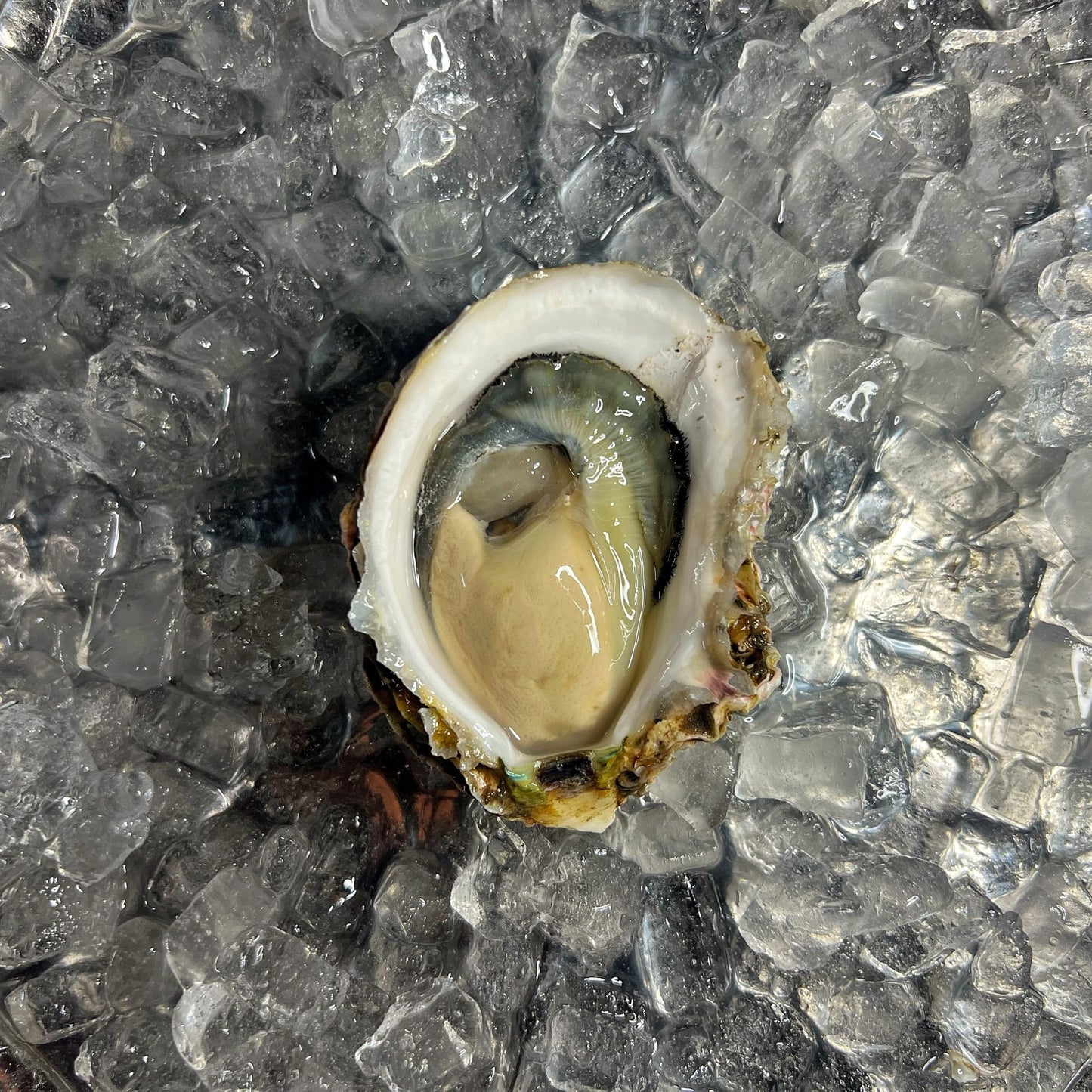 産地直送 福岡県糸島市ブランド牡蠣 彩 生牡蠣 生食用 殻付き