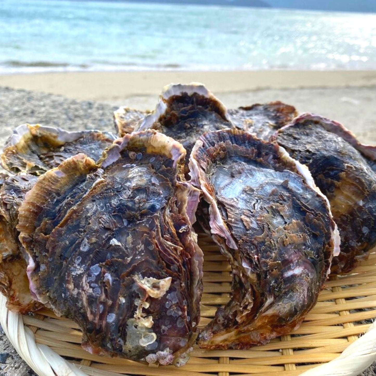 産地直送 福岡県糸島市ブランド牡蠣 彩 生牡蠣 生食用 殻付き