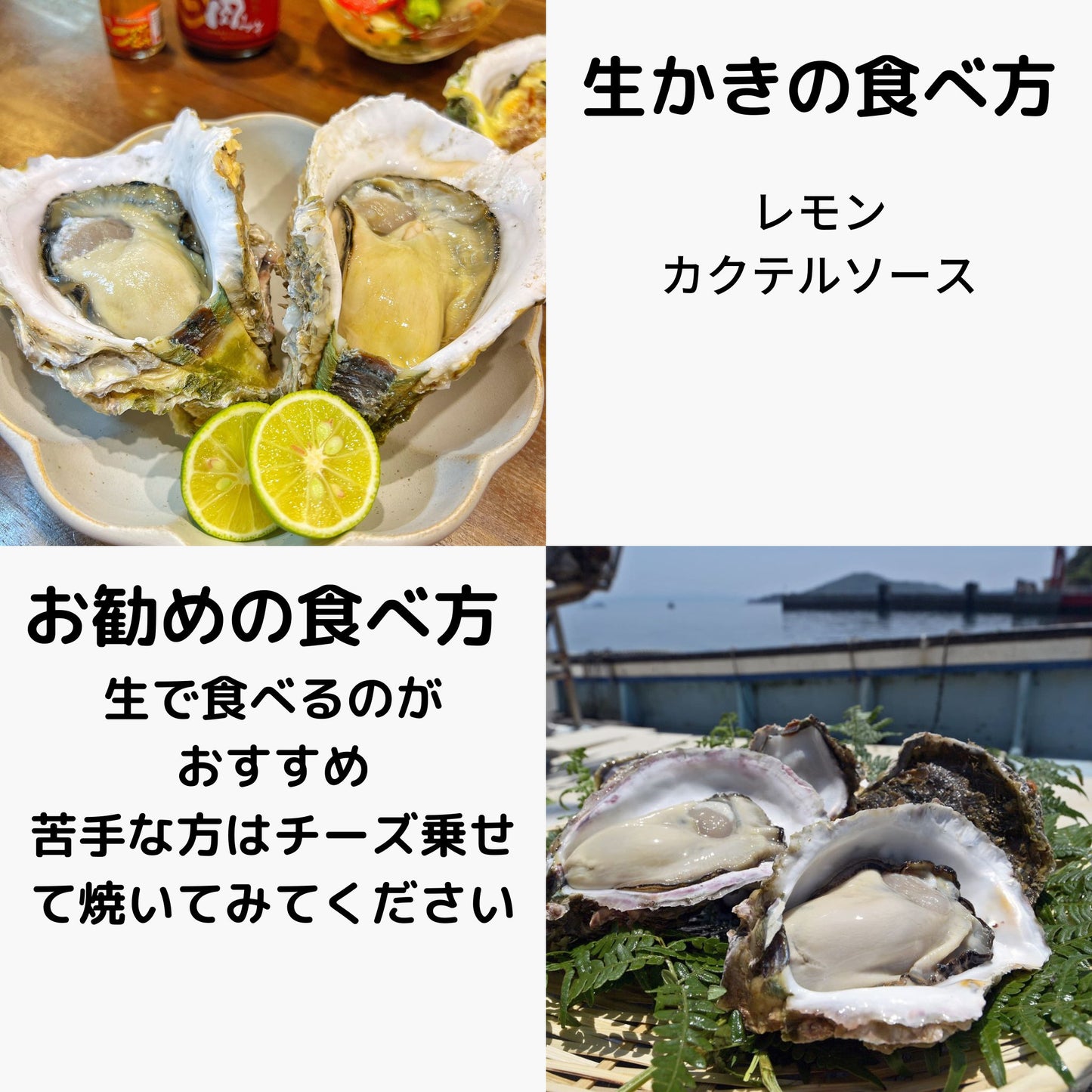 産地直送 鹿児島県ブランド牡蠣 錦盛丸 生牡蠣 生食用 殻付き
