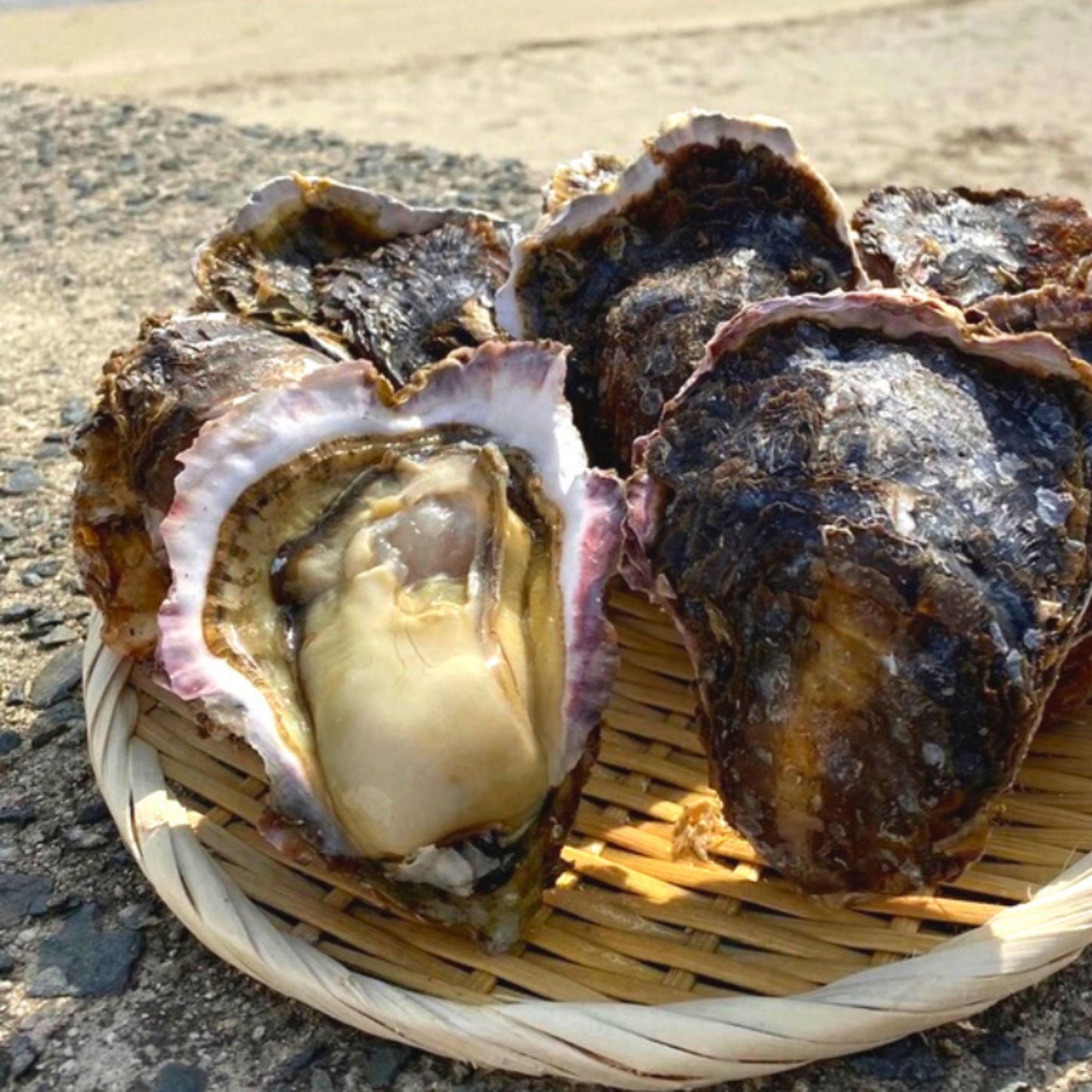 産地直送 福岡県糸島市ブランド牡蠣 彩 生牡蠣 生食用 殻付き