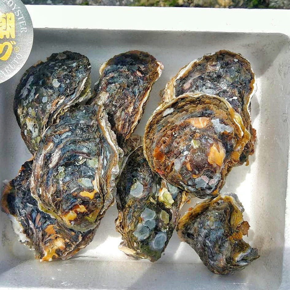 産地直送 徳島県鳴門市ブランド牡蠣 渦潮チャンピオン 生牡蠣 生食用 殻付き