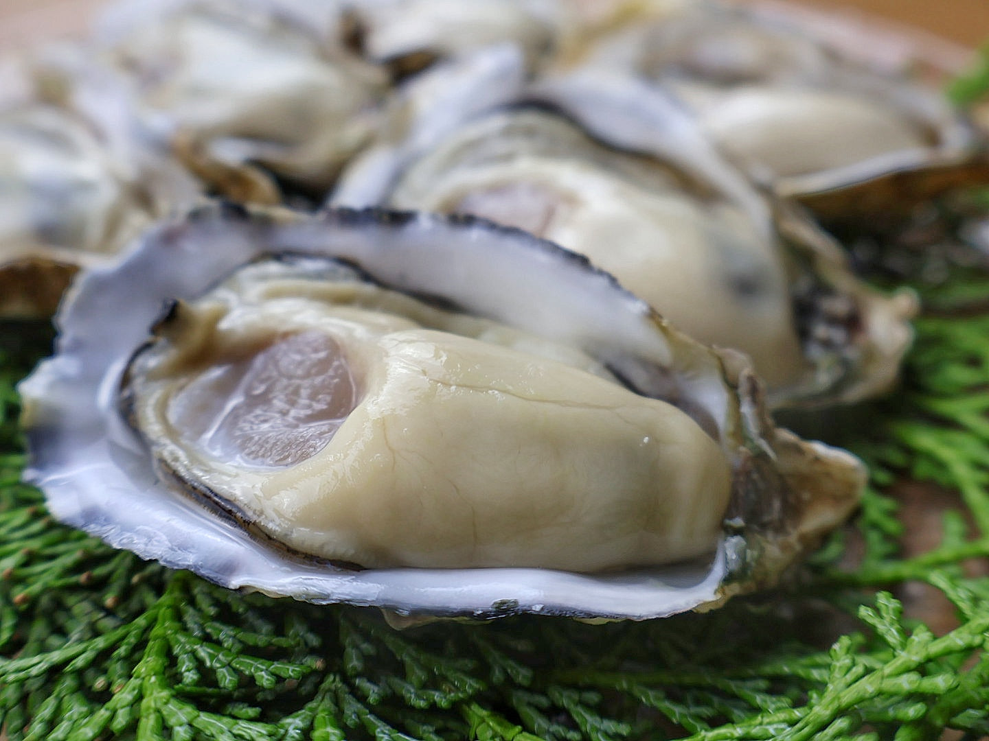【新商品】熊本県のブランド牡蠣「鏡オイスター」が予約受付開始しました。