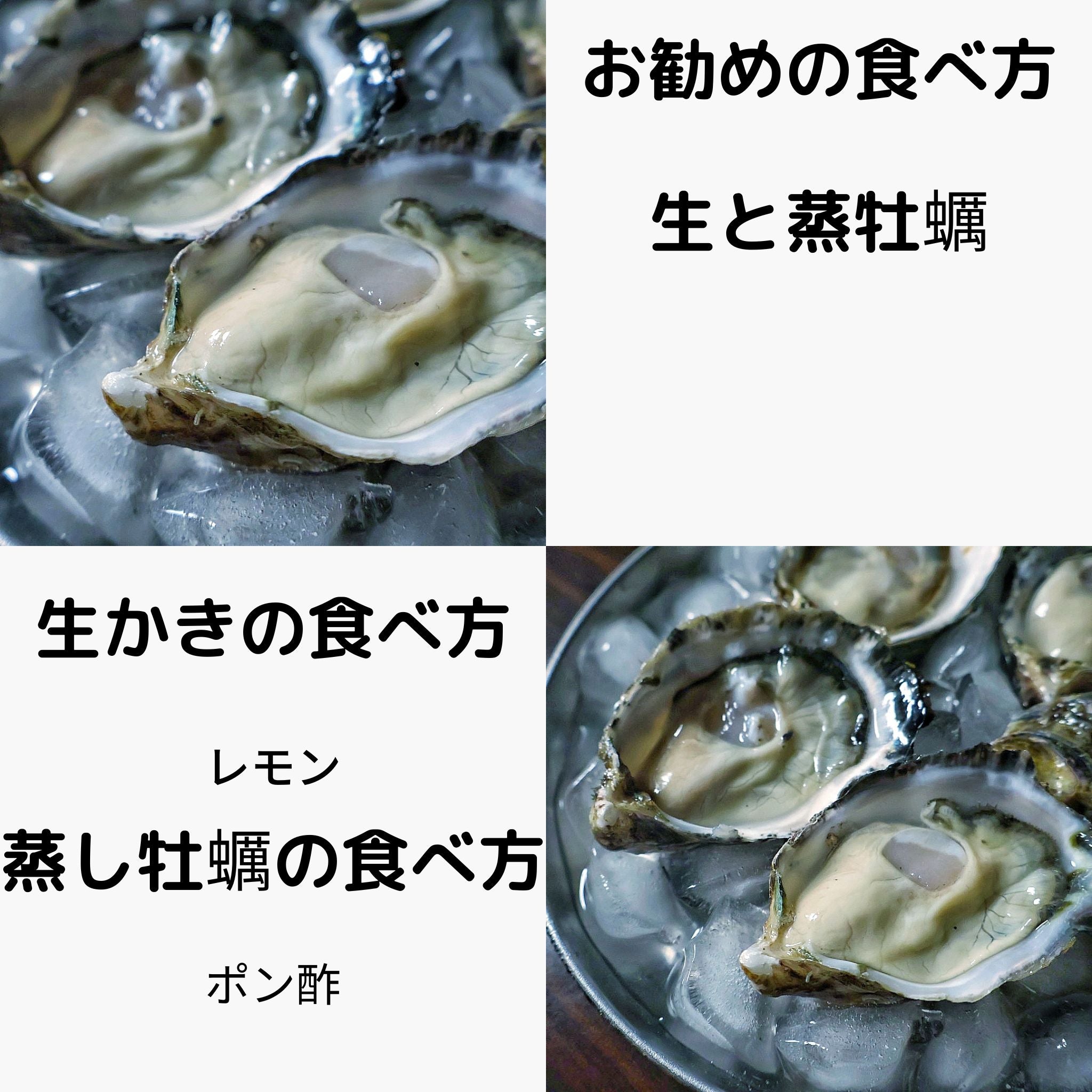 兵庫県相生産　シングルシード真牡蠣　カキタベタイ
