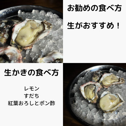 徳島県鳴門市　産地直送　ブランド岩牡蠣　渦潮王子　Oyster Professional