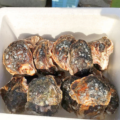徳島県鳴門市　産地直送　ブランド岩牡蠣　渦潮王子　Oyster Professional