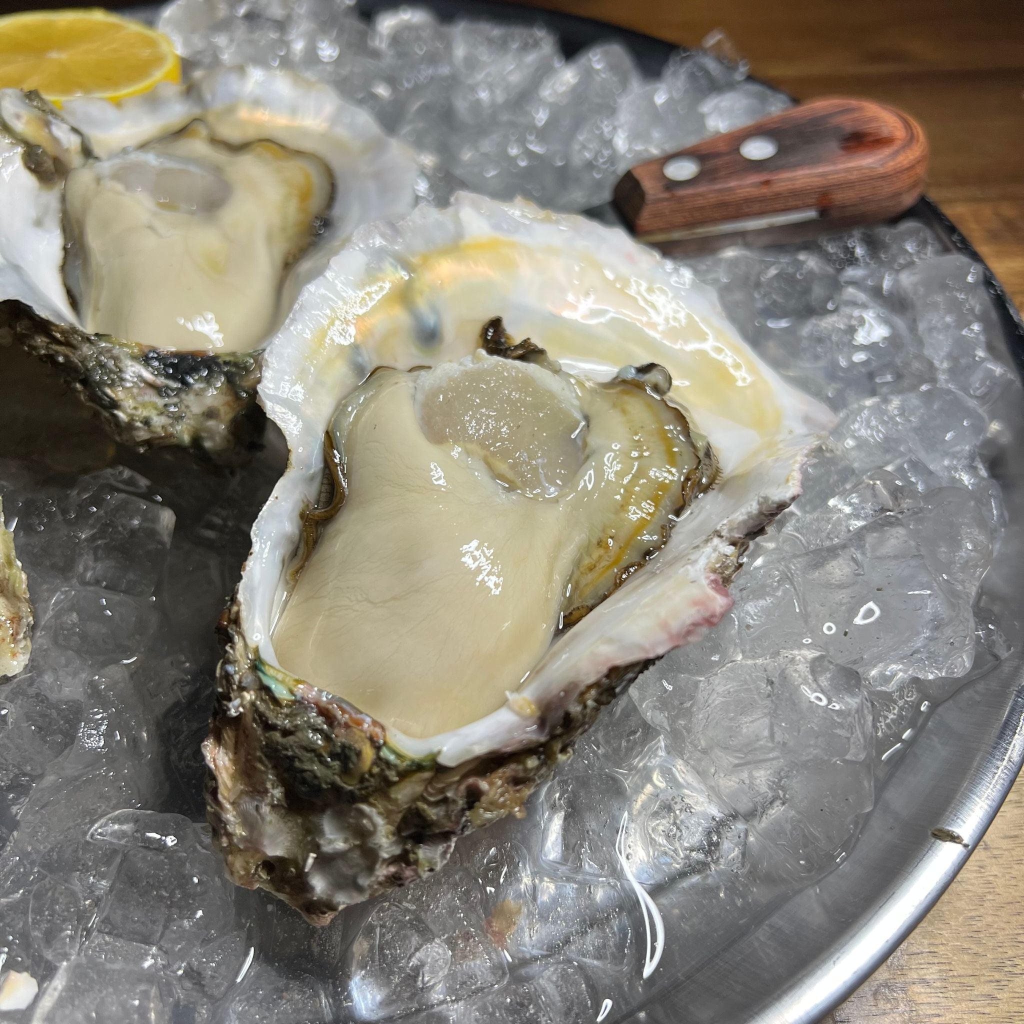 福岡県糸島直送 マルハチ岩牡蠣『彩』 2 kg、3kg、5kg (生食可 殻付き